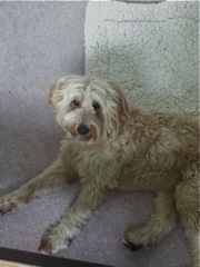 Cole at AKC Canine Good Citizen Training<br>
 