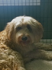 Cole at AKC Canine Good Citizen Training<br>
 