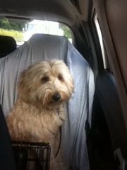 Cole on his way to his trainer.<br>
 
