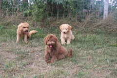 Left to right: Razz, Scottie, Cole<br>
 