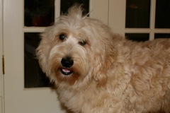Cole<br>
 