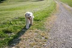 Picture of Australian Labradoodle