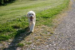 Picture of Australian Labradoodle