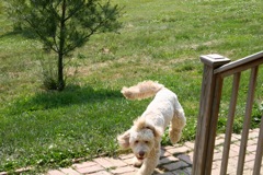 Picture of Australian Labradoodle
