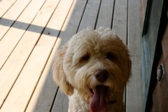 Picture of Australian Labradoodle