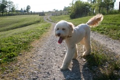 Picture of Australian Labradoodle