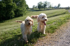 Picture of Australian Labradoodle