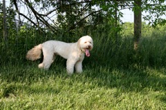 Picture of Australian Labradoodle