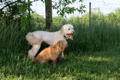 Picture of Australian Labradoodle