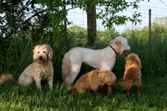Picture of Australian Labradoodle