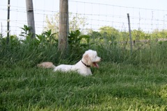 Picture of Australian Labradoodle