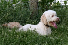 Picture of Australian Labradoodle