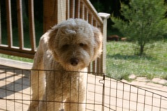 Picture of Australian Labradoodle
