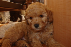 Picture of Australian Labradoodle