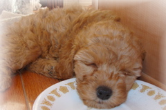 Picture of Australian Labradoodle