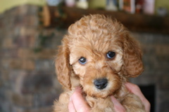 Picture of Australian Labradoodle