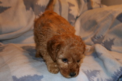 Picture of Australian Labradoodle