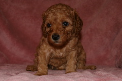 Picture of Australian Labradoodle