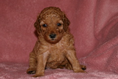 Picture of Australian Labradoodle