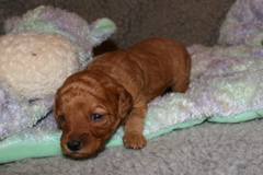 Picture of Australian Labradoodle