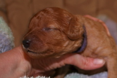 Picture of Australian Labradoodle