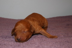 Picture of Australian Labradoodle