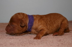 Picture of Australian Labradoodle