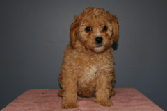 Picture of Australian Labradoodle