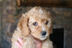Picture of Australian Labradoodle