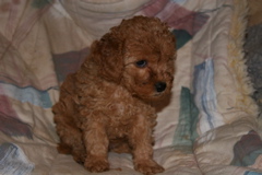 Picture of Australian Labradoodle