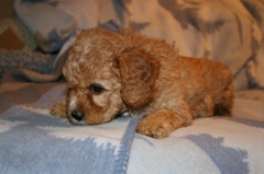 Picture of Australian Labradoodle