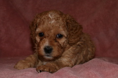 Picture of Australian Labradoodle