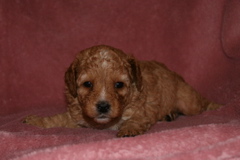 Picture of Australian Labradoodle