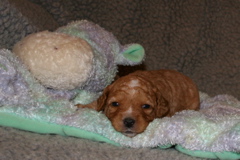 Picture of Australian Labradoodle