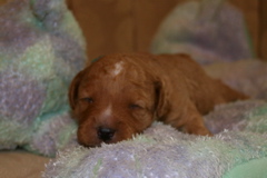 Picture of Australian Labradoodle