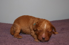Picture of Australian Labradoodle