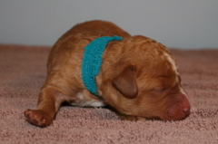 Picture of Australian Labradoodle