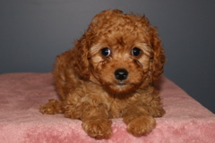 Picture of Australian Labradoodle