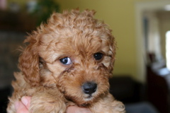 Picture of Australian Labradoodle