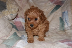Picture of Australian Labradoodle
