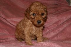 Picture of Australian Labradoodle