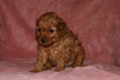 Picture of Australian Labradoodle