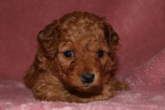 Picture of Australian Labradoodle