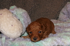 Picture of Australian Labradoodle