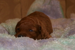 Picture of Australian Labradoodle