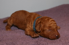 Picture of Australian Labradoodle