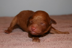 Picture of Australian Labradoodle