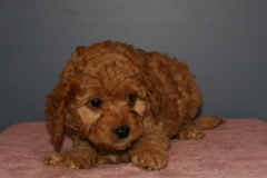 Picture of Australian Labradoodle