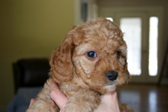 Picture of Australian Labradoodle