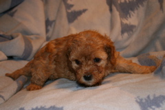 Picture of Australian Labradoodle